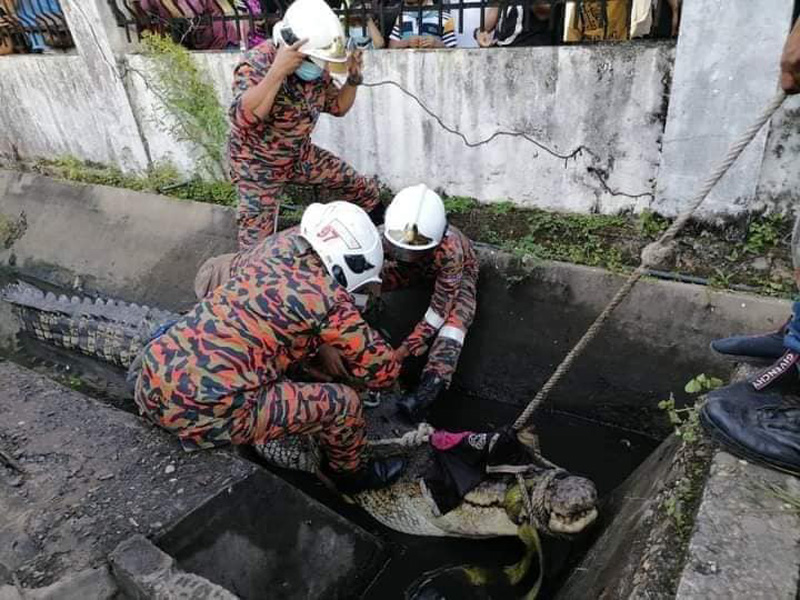 จระเข้ยักษ์ จระเข้ยักษ์