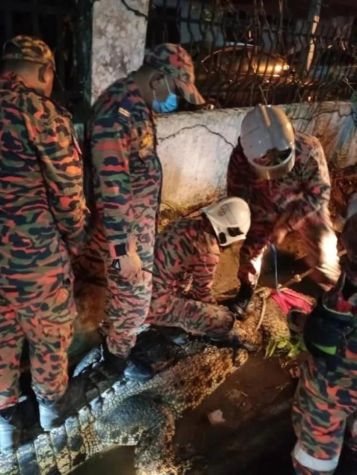 จระเข้ยักษ์ จระเข้ยักษ์