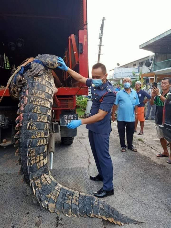 จระเข้ยักษ์ จระเข้ยักษ์