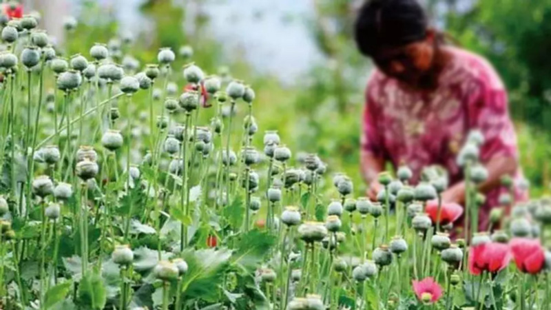 อนุญาตจำหน่าย มอร์ฟีน โคเคน ฝิ่น อนุญาตจำหน่าย มอร์ฟีน โคเคน ฝิ่น