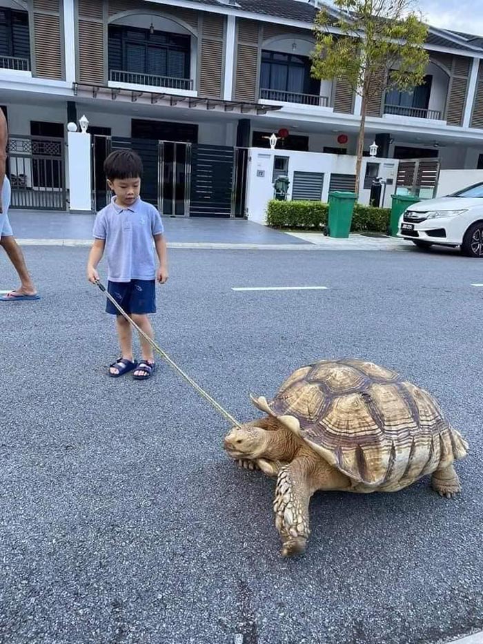 พาเต่ายักษ์เดินเล่น พาเต่ายักษ์เดินเล่น