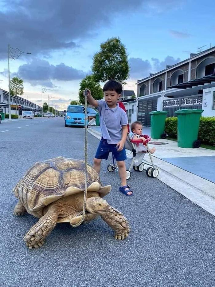 พาเต่ายักษ์เดินเล่น พาเต่ายักษ์เดินเล่น