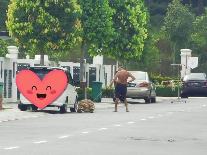 พาเต่ายักษ์เดินเล่น พาเต่ายักษ์เดินเล่น