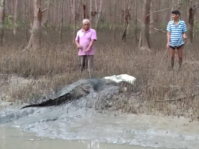 จระเข้น้ำเค็ม จระเข้น้ำเค็ม