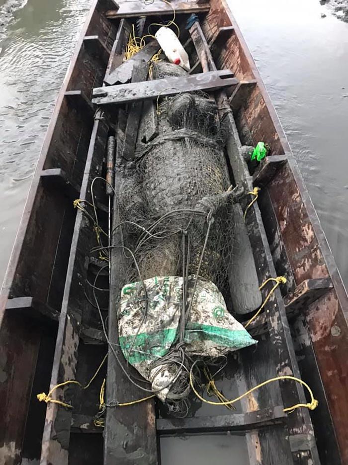 จระเข้น้ำเค็ม จระเข้น้ำเค็ม