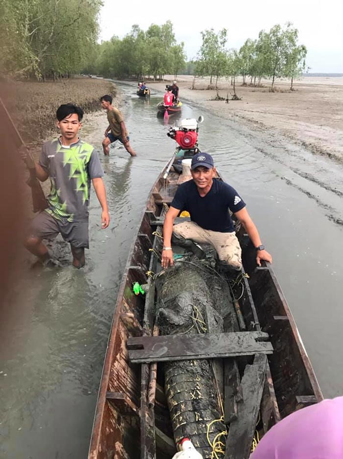 จระเข้น้ำเค็ม จระเข้น้ำเค็ม