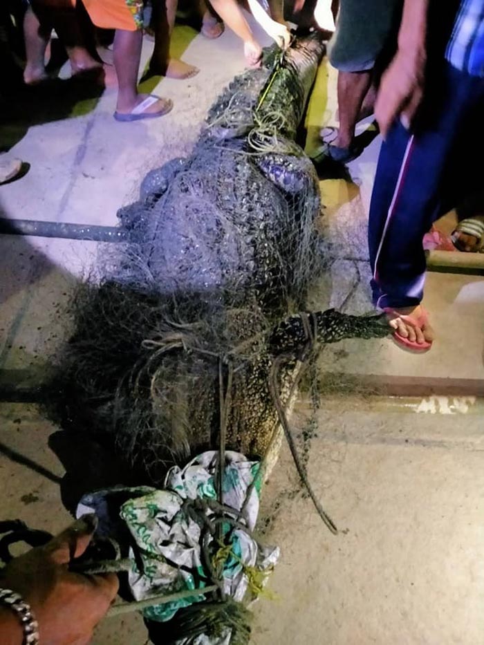 จระเข้น้ำเค็ม จระเข้น้ำเค็ม