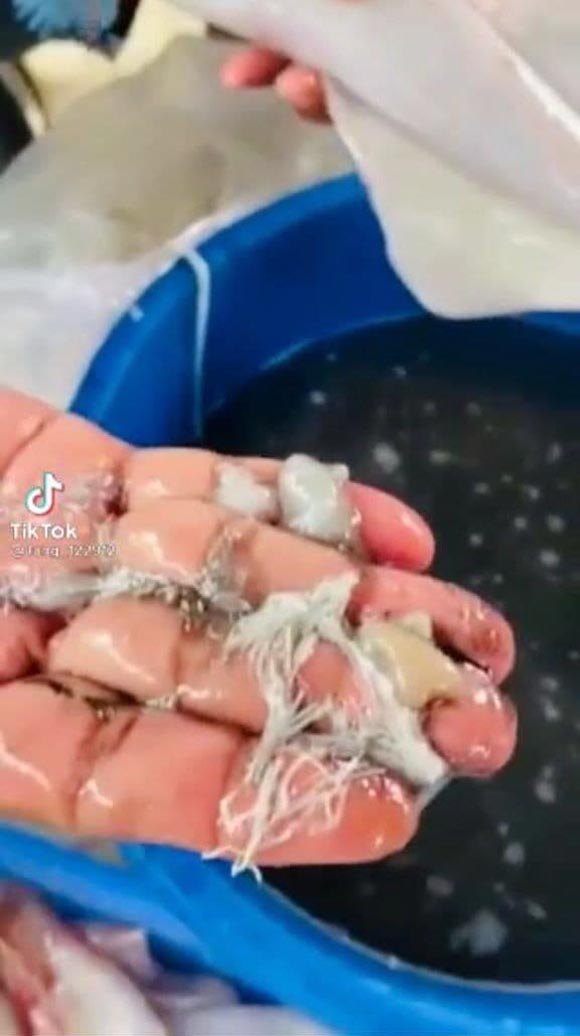 ปลาหมึก ปลาหมึก