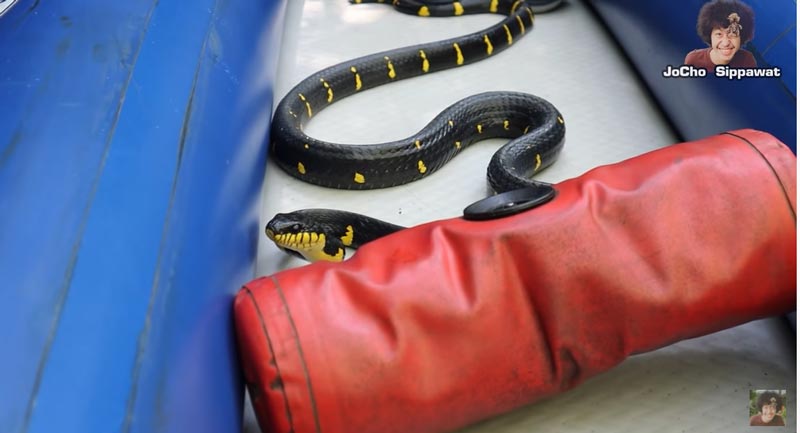 โจโฉ งูตกใส่เรือ โจโฉ งูตกใส่เรือ