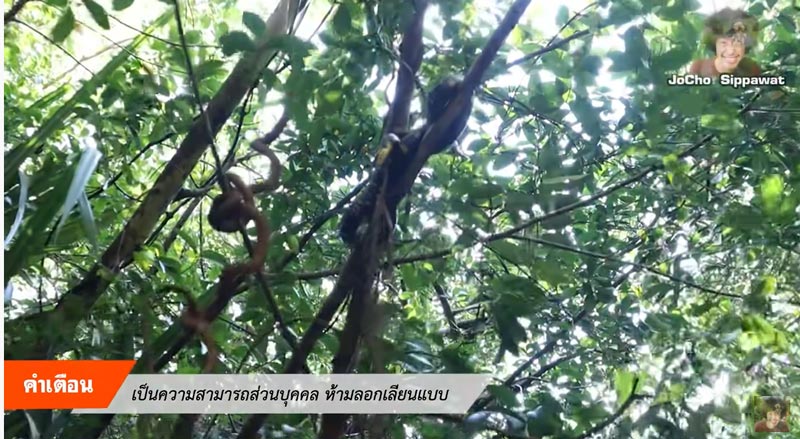 โจโฉ งูตกใส่เรือ โจโฉ งูตกใส่เรือ