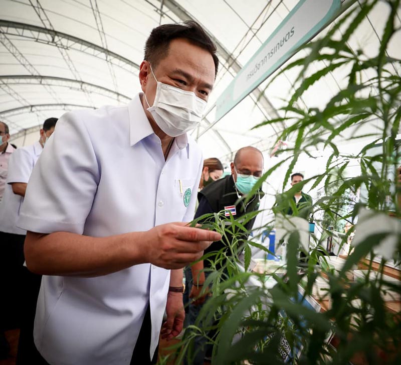 กัญชาเสรี กัญชาเสรี