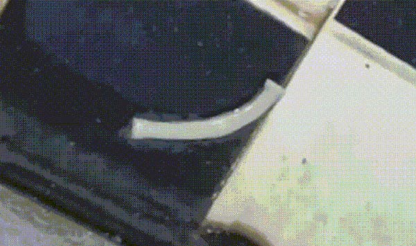 พยาธิตัวตืด พยาธิตัวตืด