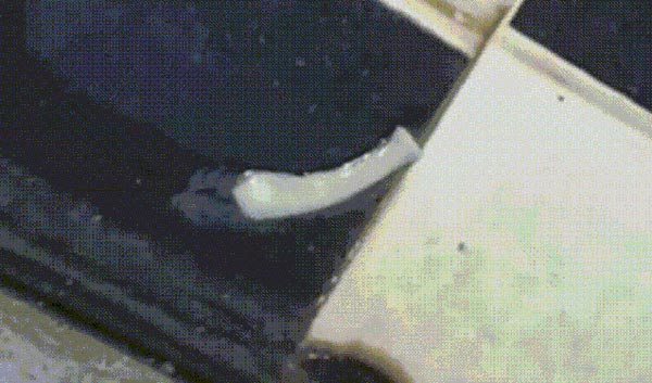 พยาธิตัวตืด พยาธิตัวตืด