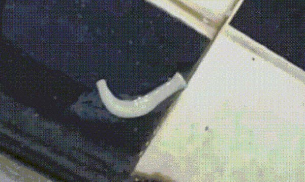 พยาธิตัวตืด พยาธิตัวตืด