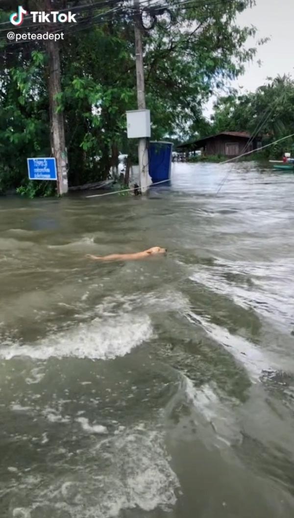 ช่วยหมาจมน้ำ ช่วยหมาจมน้ำ