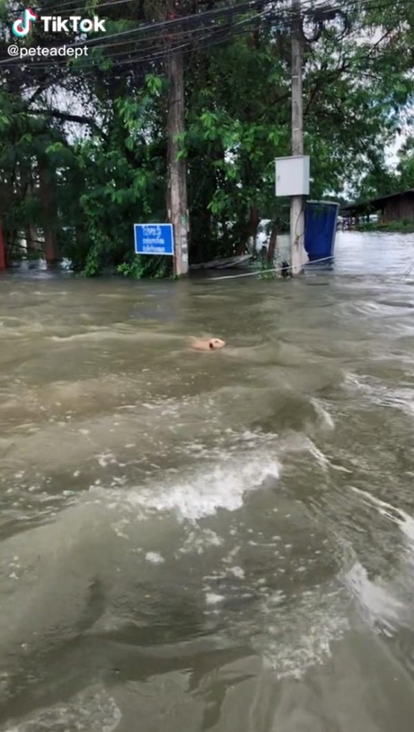 ช่วยหมาจมน้ำ ช่วยหมาจมน้ำ