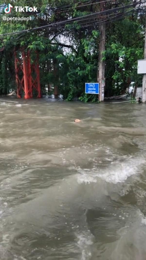 ช่วยหมาจมน้ำ ช่วยหมาจมน้ำ