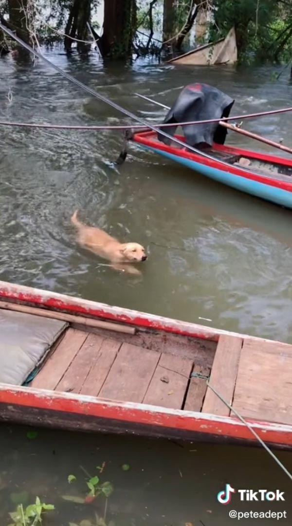 ช่วยหมาจมน้ำ ช่วยหมาจมน้ำ