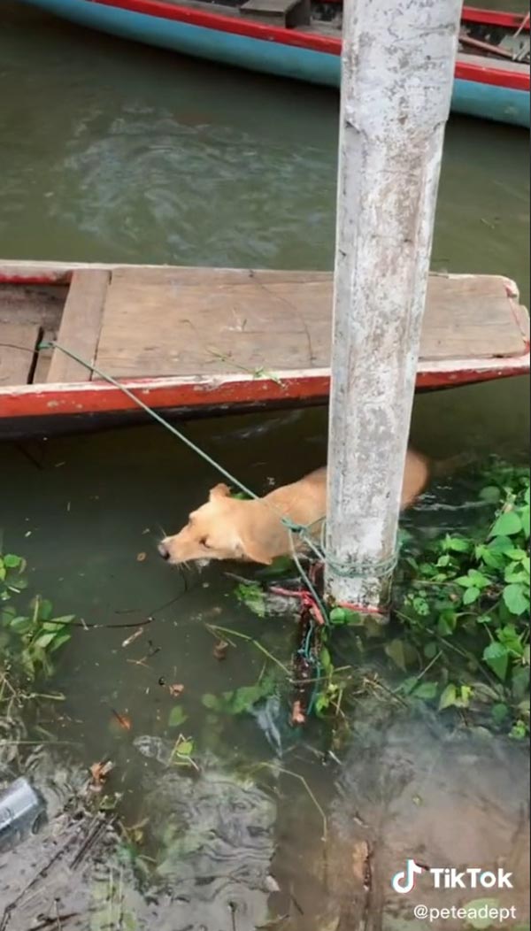 ช่วยหมาจมน้ำ ช่วยหมาจมน้ำ