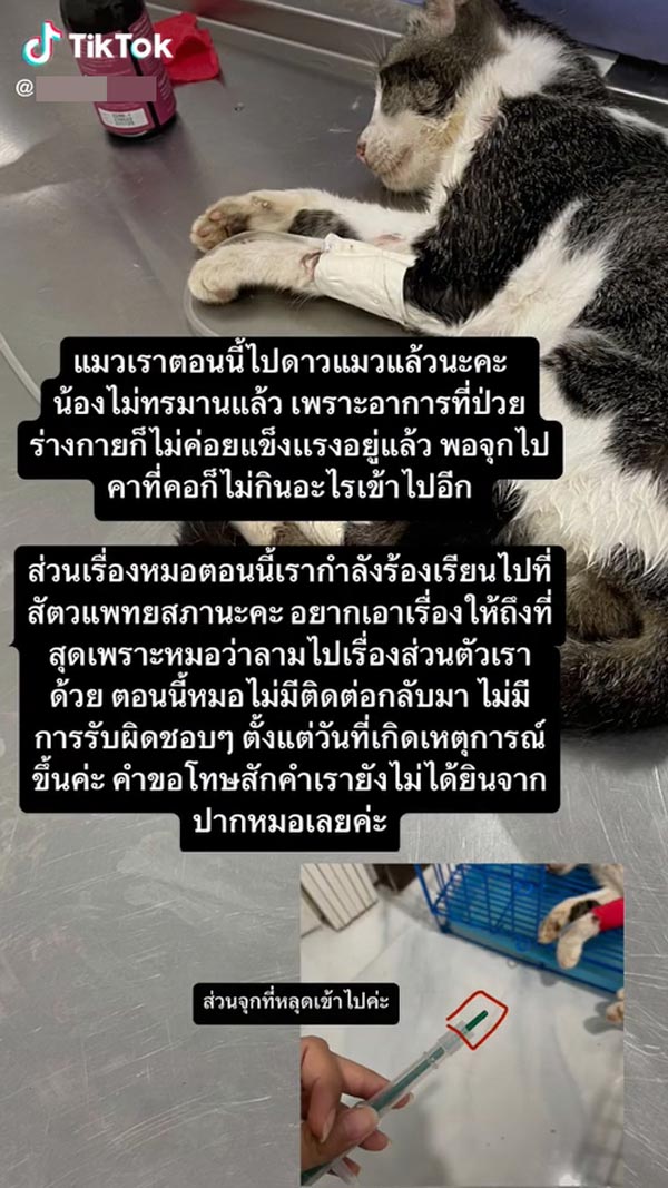 ดราม่าสัตวแพทย์ทำแมวตาย ดราม่าสัตวแพทย์ทำแมวตาย