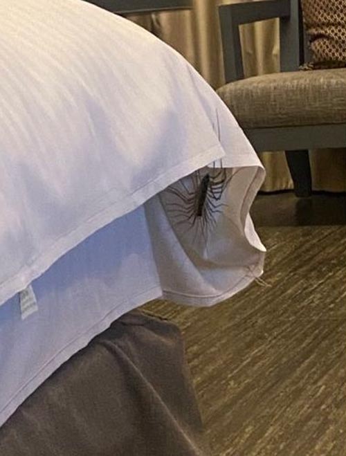 ตะขาบขายาว ตะขาบขายาว