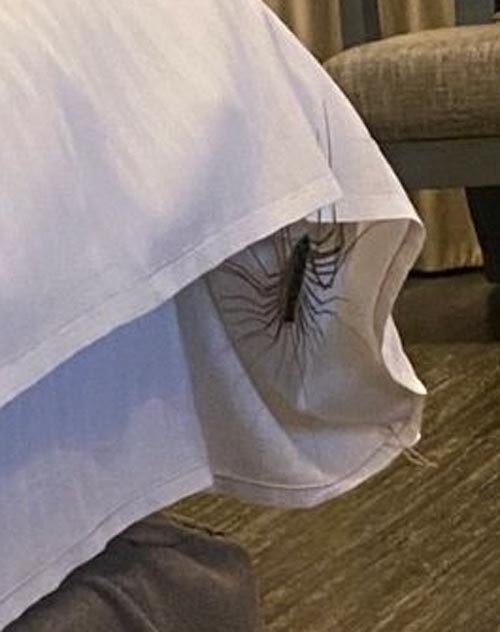 ตะขาบขายาว ตะขาบขายาว