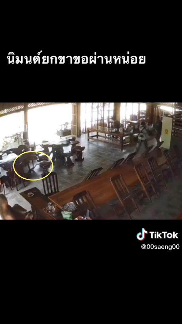 งูจงอาง ไม่กัดพระ งูจงอาง ไม่กัดพระ