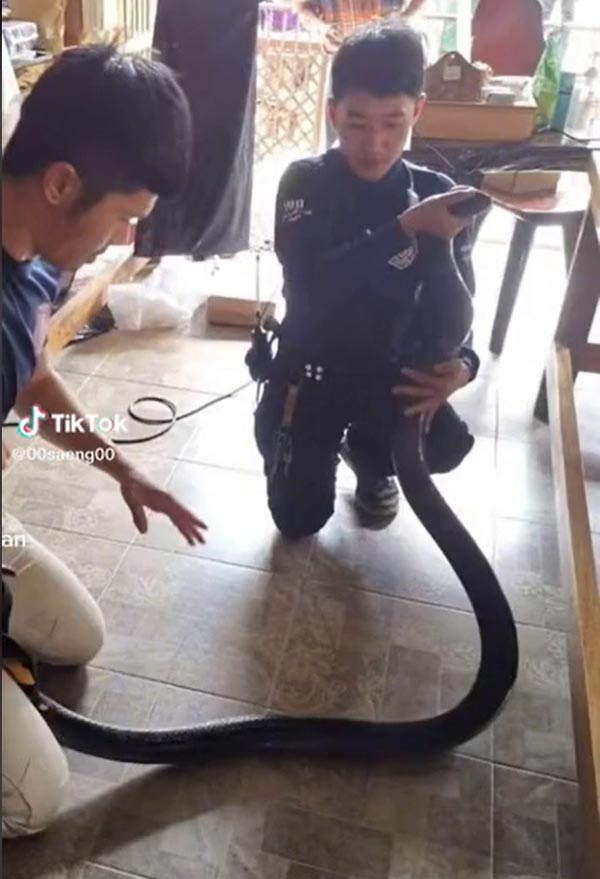 งูจงอาง ไม่กัดพระ งูจงอาง ไม่กัดพระ