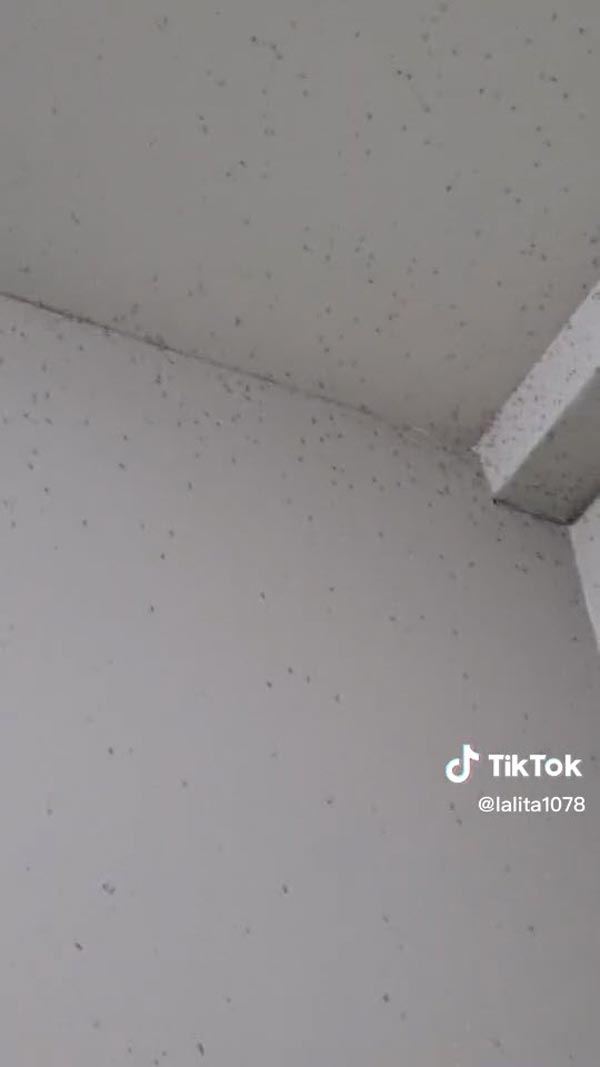 กองทัพยุงบุกบ้าน กองทัพยุงบุกบ้าน