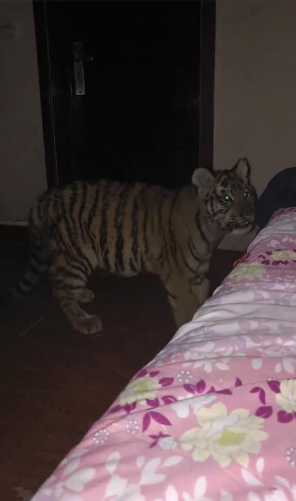 ตื่นมาเจอเสือในห้อง ตื่นมาเจอเสือในห้อง