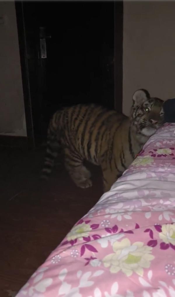 ตื่นมาเจอเสือในห้อง ตื่นมาเจอเสือในห้อง