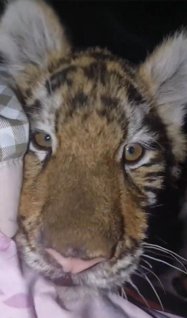 ตื่นมาเจอเสือในห้อง ตื่นมาเจอเสือในห้อง