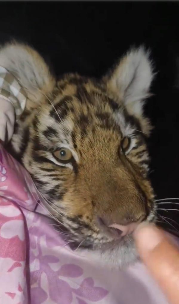 ตื่นมาเจอเสือในห้อง ตื่นมาเจอเสือในห้อง