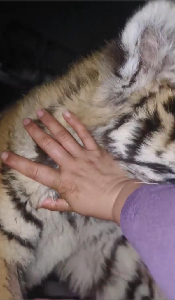 ตื่นมาเจอเสือในห้อง ตื่นมาเจอเสือในห้อง