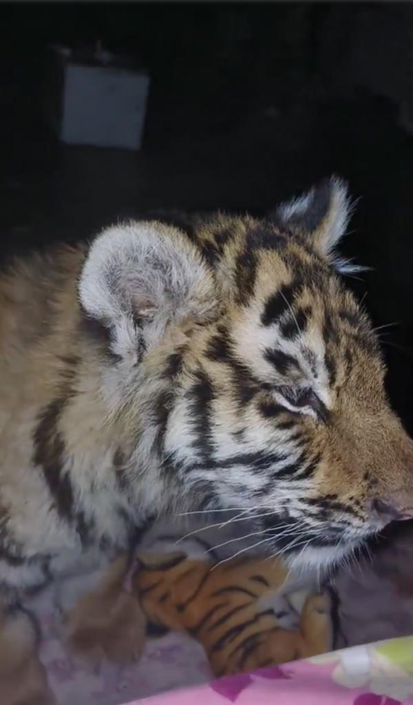 ตื่นมาเจอเสือในห้อง ตื่นมาเจอเสือในห้อง