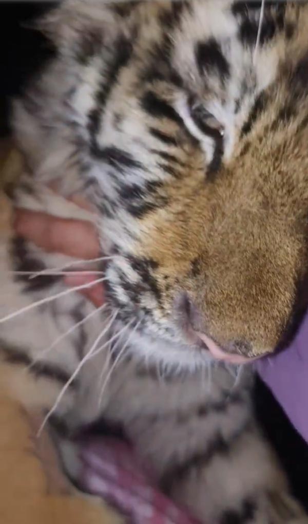 ตื่นมาเจอเสือในห้อง ตื่นมาเจอเสือในห้อง