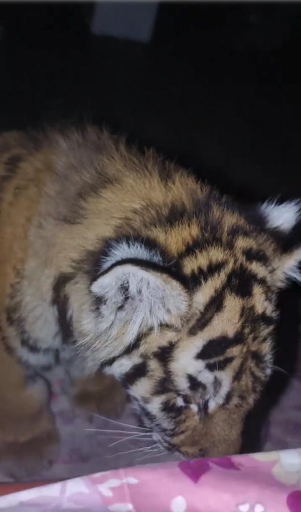 ตื่นมาเจอเสือในห้อง ตื่นมาเจอเสือในห้อง