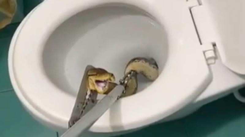 งูในชักโครก งูในชักโครก