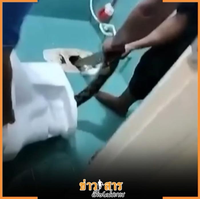 งูในชักโครก งูในชักโครก