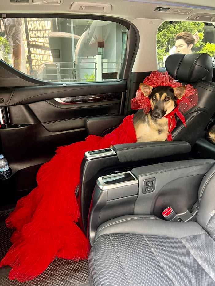 เป๊บซี่ หมาเซเลบ เป๊บซี่ หมาเซเลบ