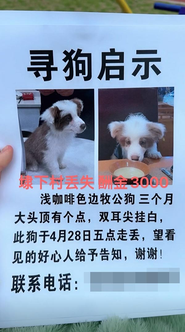 สาวเซ็กซี่ ประกาศตามหาหมา สาวเซ็กซี่ ประกาศตามหาหมา