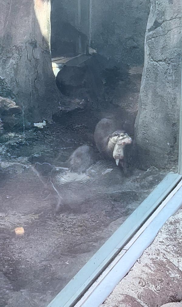 ตัวนาก ตัวนาก