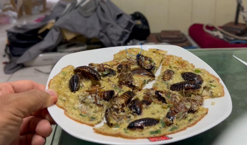 ไข่เจียวแมลงสาบ ไข่เจียวแมลงสาบ