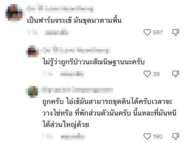 จระเข้ใต้พื้นปูน จระเข้ใต้พื้นปูน