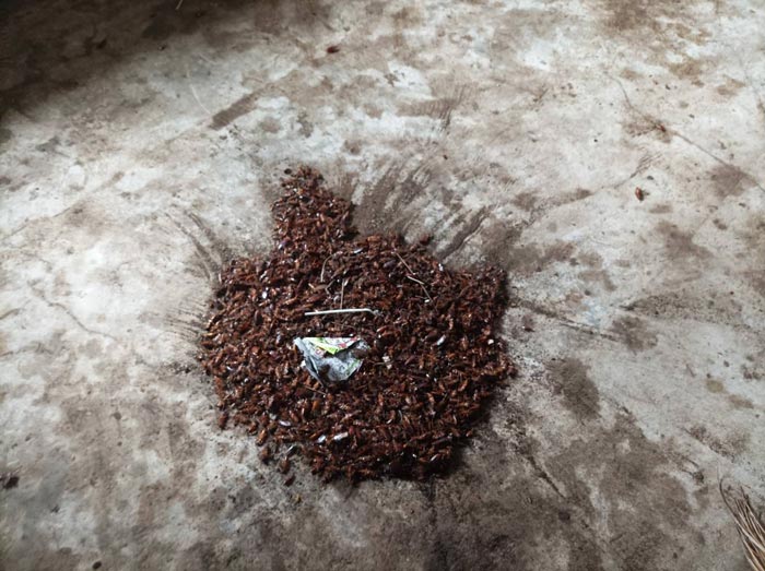 เด็ก 6 ขวบ กินนอนบนกองขยะ เด็ก 6 ขวบ กินนอนบนกองขยะ