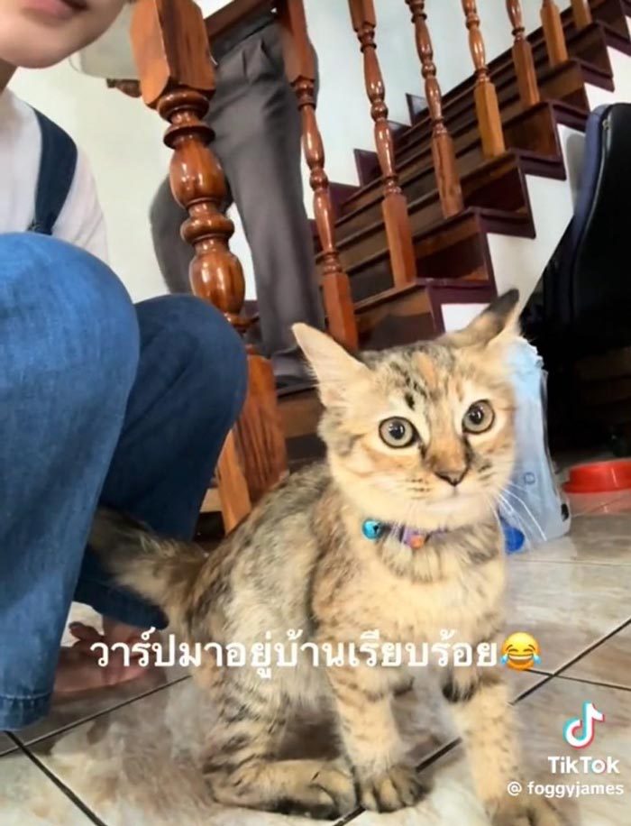 มนุษย์แฟนทาสแมว มนุษย์แฟนทาสแมว