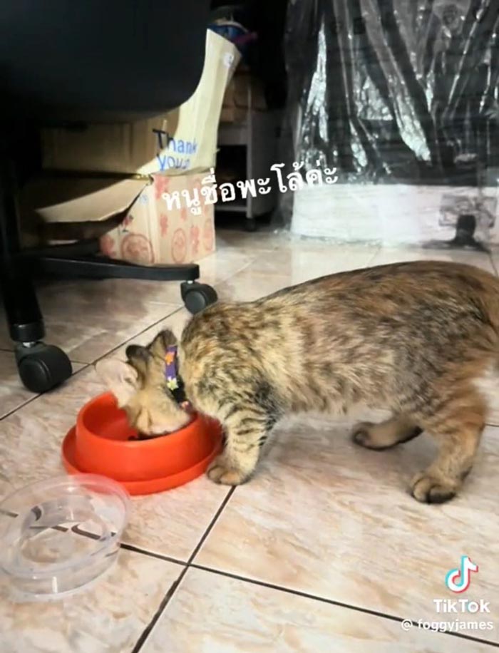 มนุษย์แฟนทาสแมว มนุษย์แฟนทาสแมว