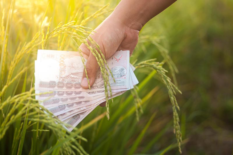 แจกเงินช่วยชาวนา แจกเงินช่วยชาวนา