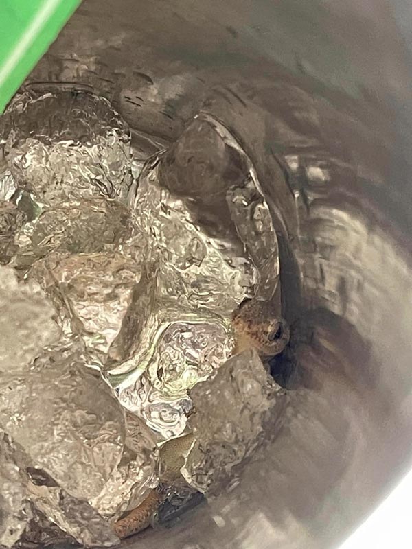 จิ้งจกในแก้ว จิ้งจกในแก้ว