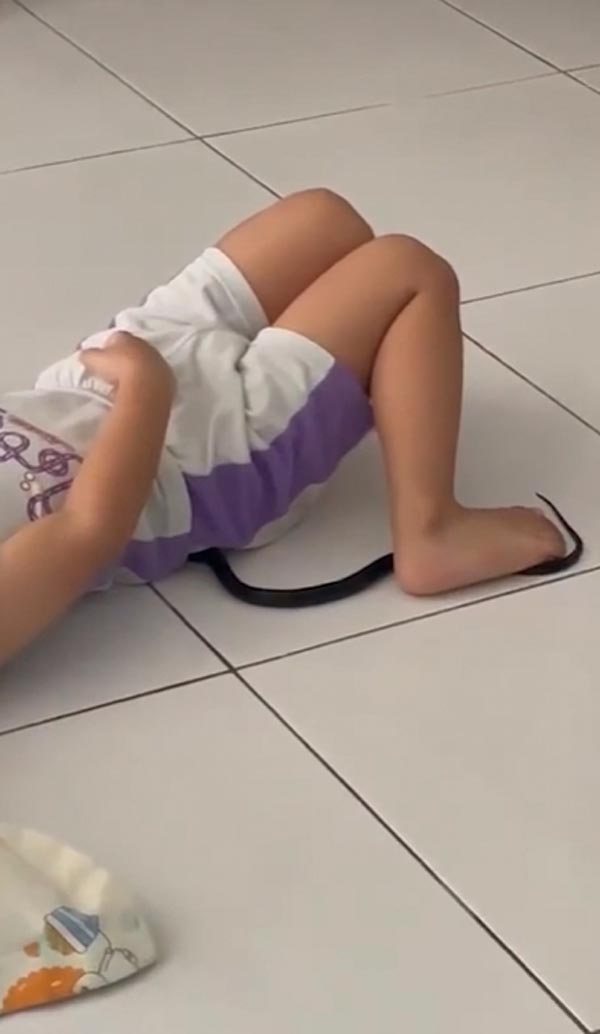 งูพิษเข้าบ้าน งูพิษเข้าบ้าน